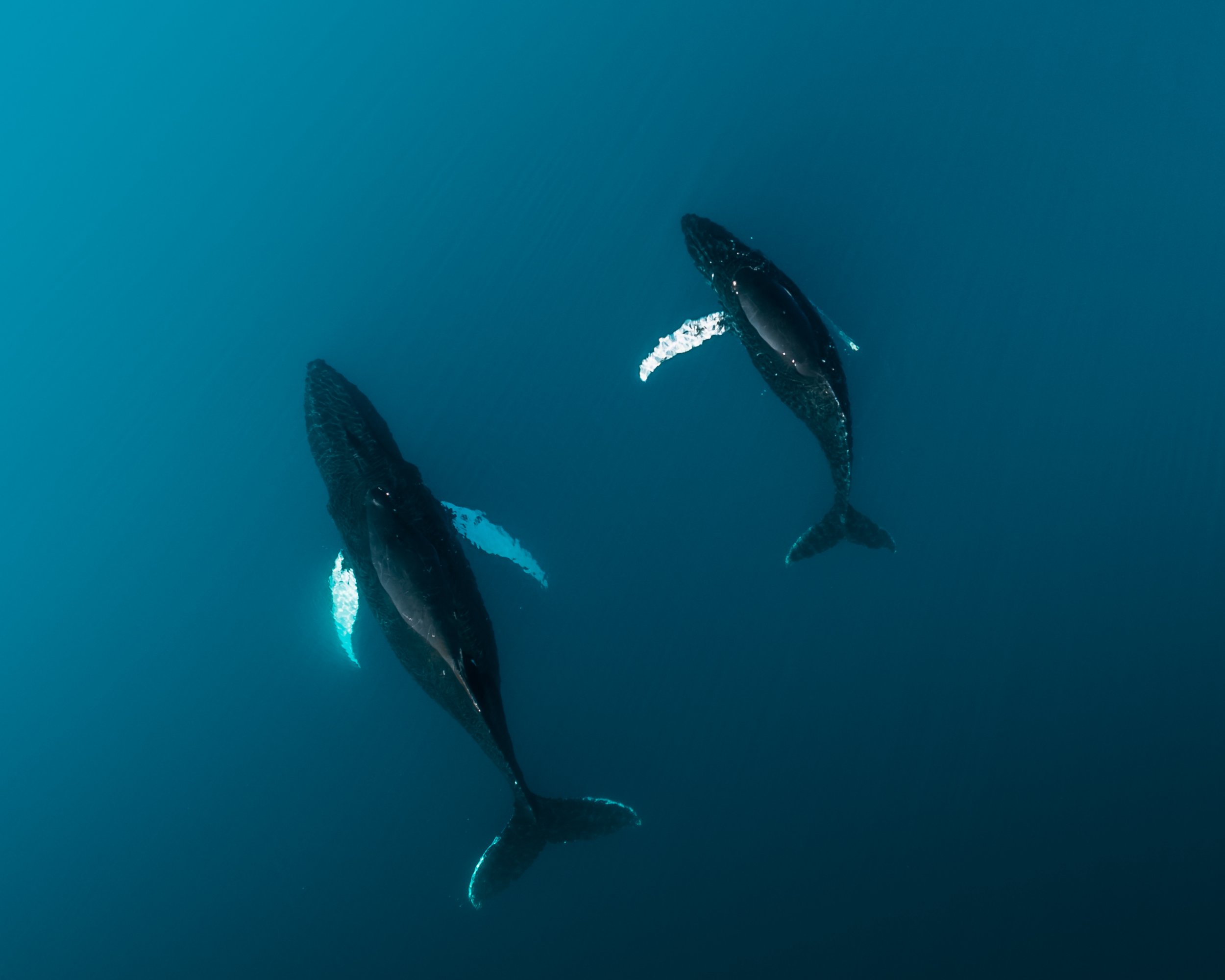 Aerial view of two humpback whales swimming side by side.