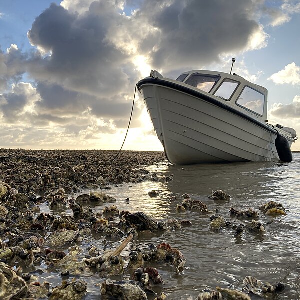Ein Motorboot liegt bei Niedrigwasser am Rand einer Austernbank im Wattenmeer.