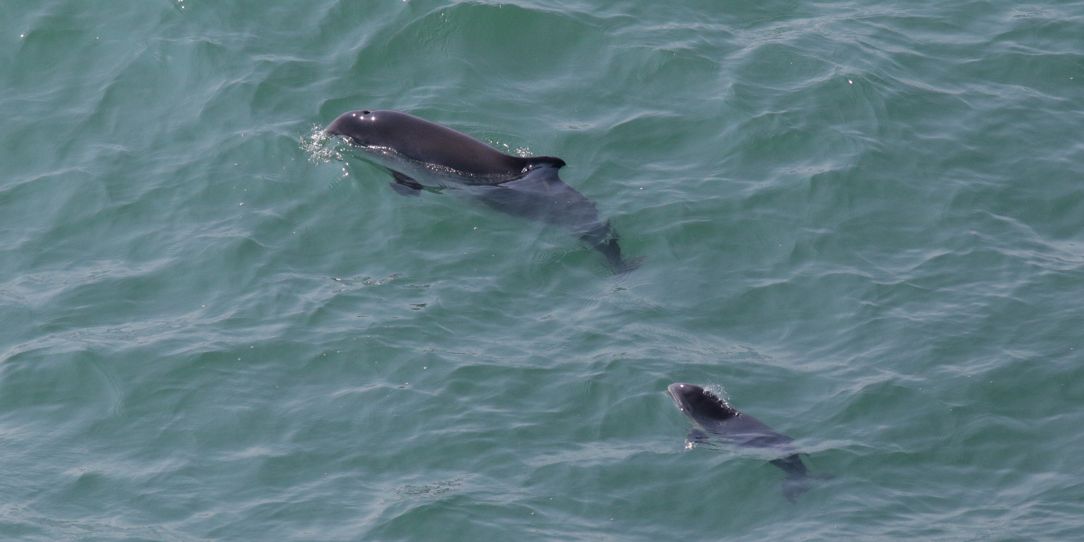 Zwei Schweinswale (Mutter und Kalb) in der Nordsee.