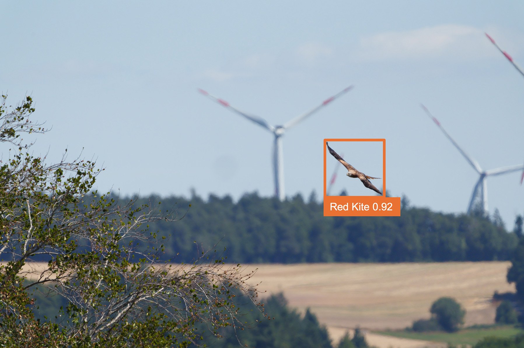 Ein Rotmilan fliegt vor Windrädern. Er ist von einem roten orangefarbenen Rahmen umgeben, mit der die automatische Erkennungssoftware AVES den Vogel erkennt.