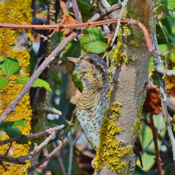 Eurasian wryneck