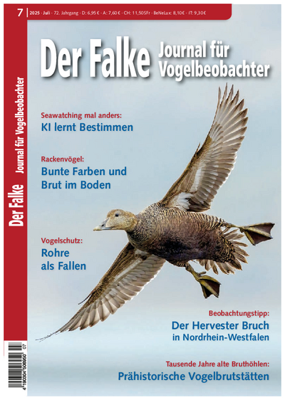 Wie künstliche Intelligenz Seevögel auf See entdecken und bestimmen lernt: Seawatching mal anders