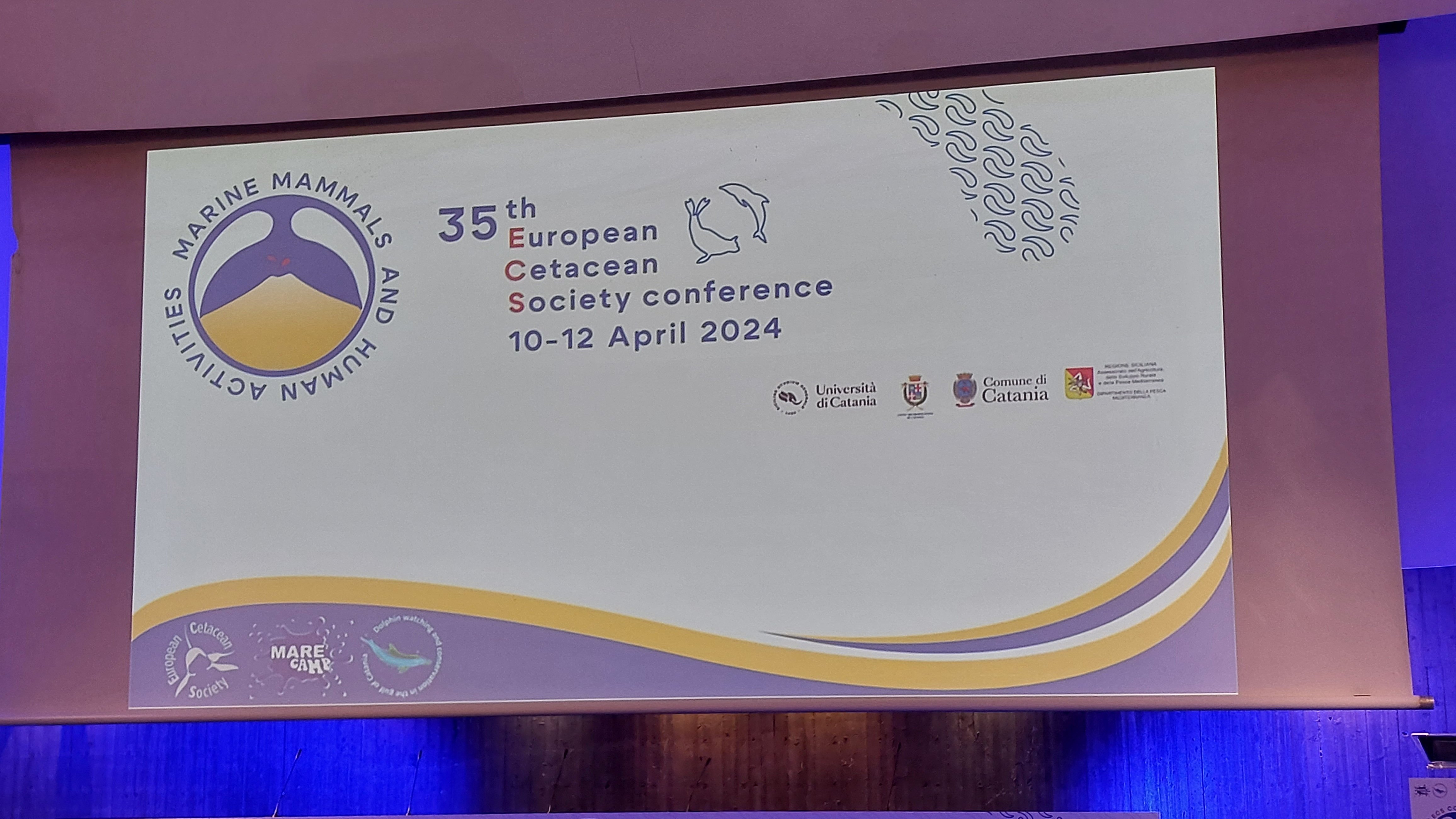 Screen above the podium at the 35th European Cetacean Society Conference, showing a slide with the title and logo of the conference.