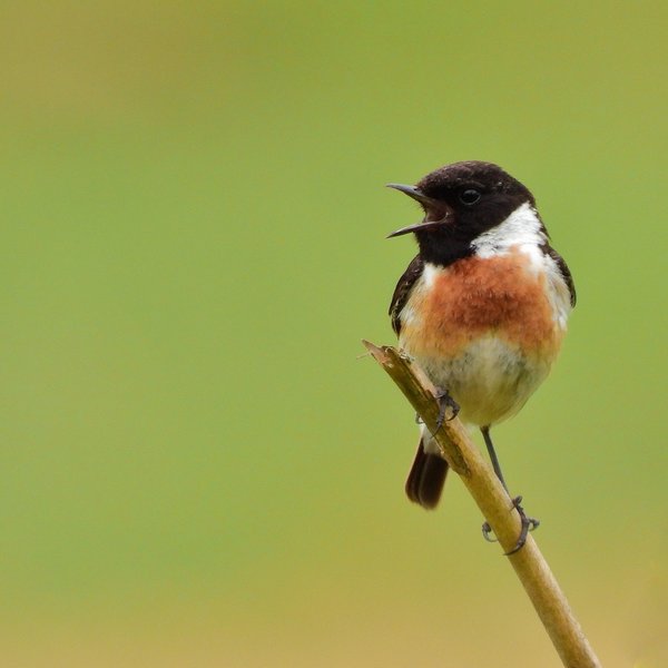 European stonechat