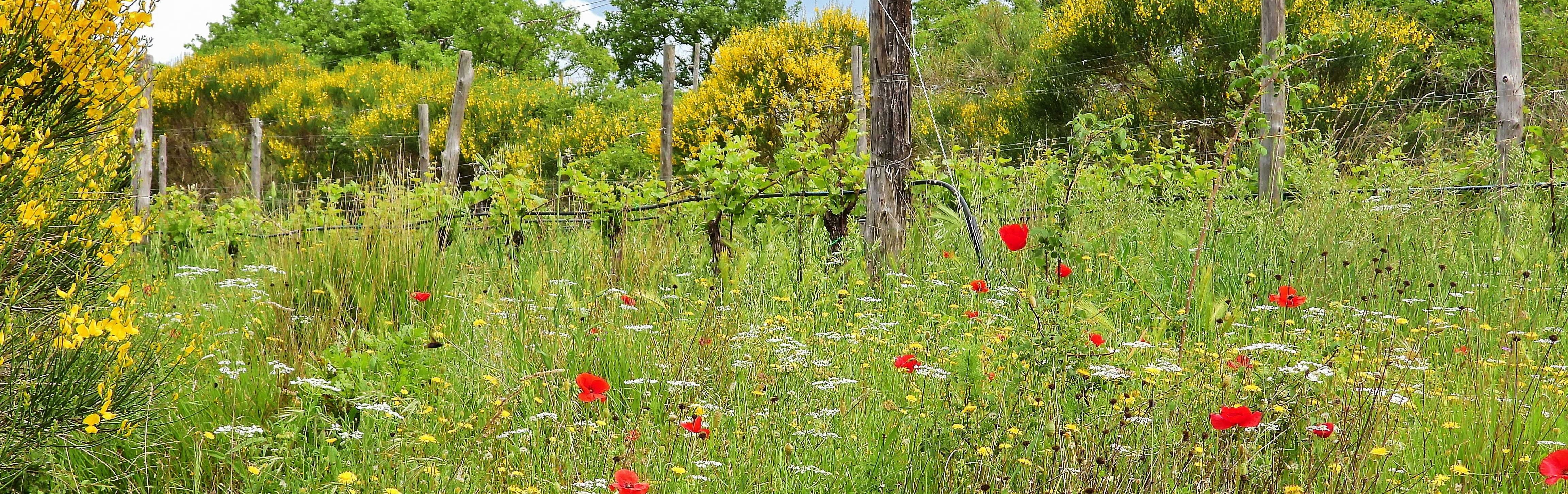 Eine Wiese mit Wildblumen, u.a. Mohn. Dahinter Weinreben.