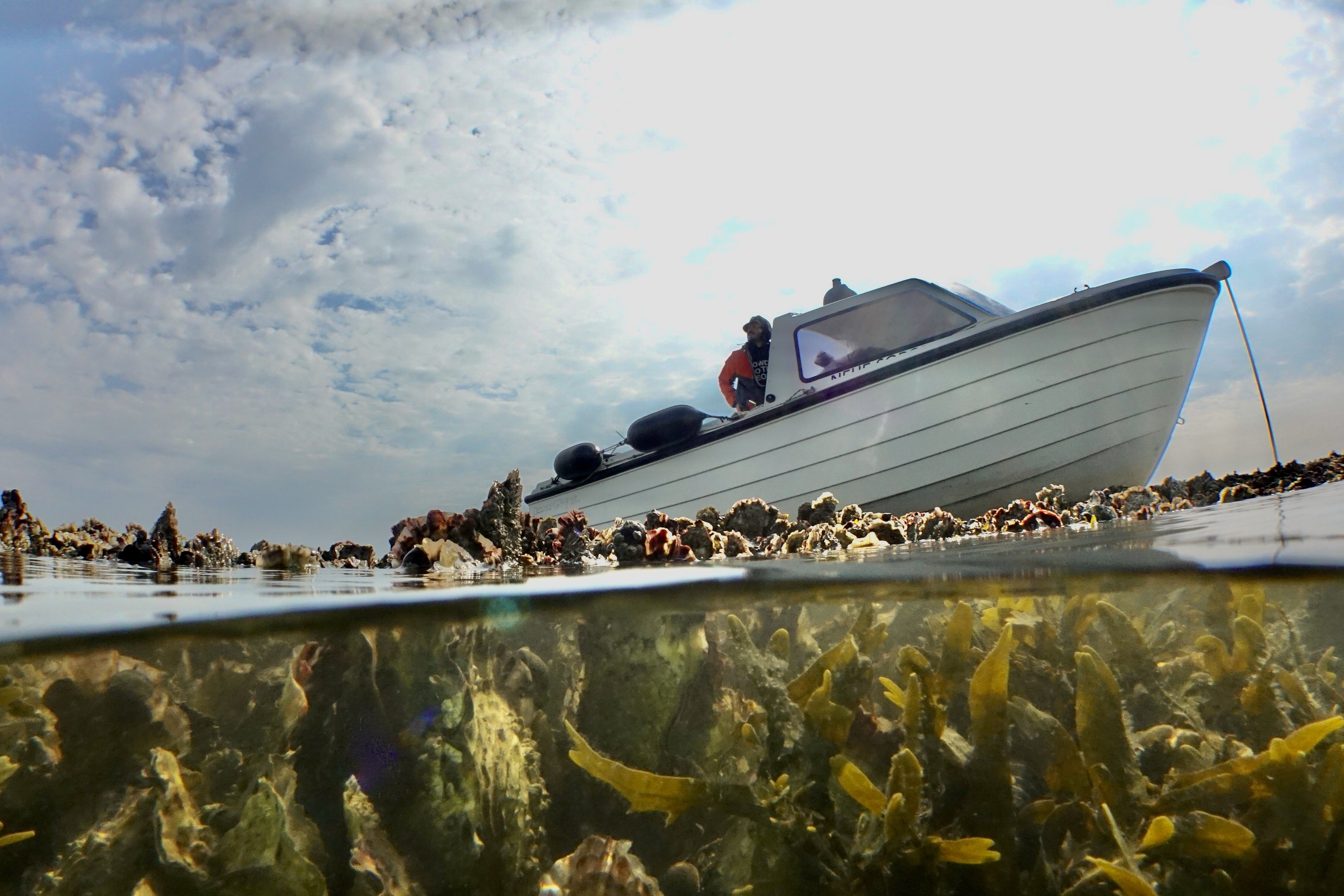 Foto eines Boots, das auf einer Muschelbank liegt, Aufnahme von unten, unterer Teil des Fotos zeigt die Unterwasseransicht mit Muscheln und Tang.