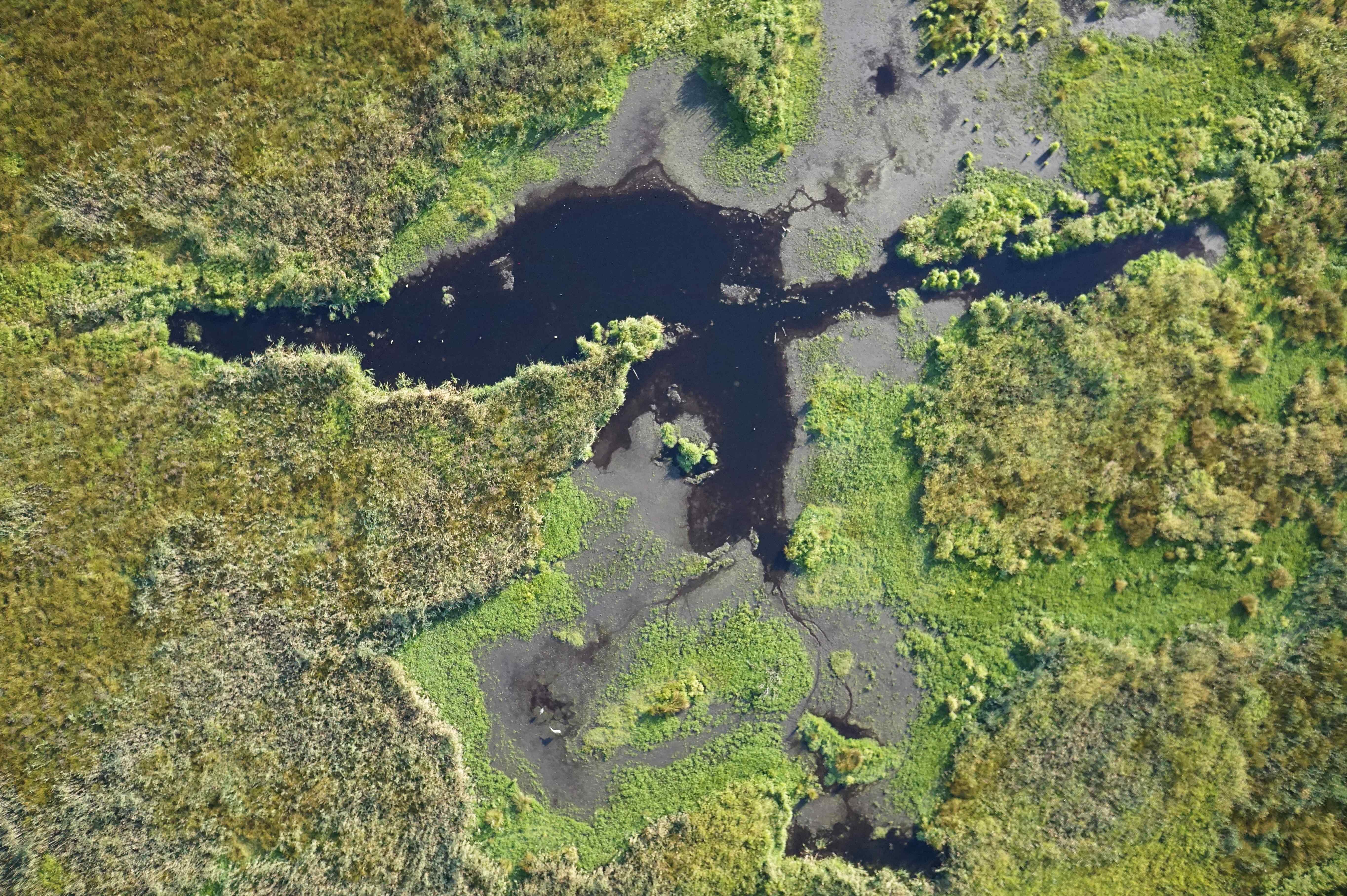 Hochauflösende Luftaufnahme eines Hochmoores zur Vegetationskartierung.