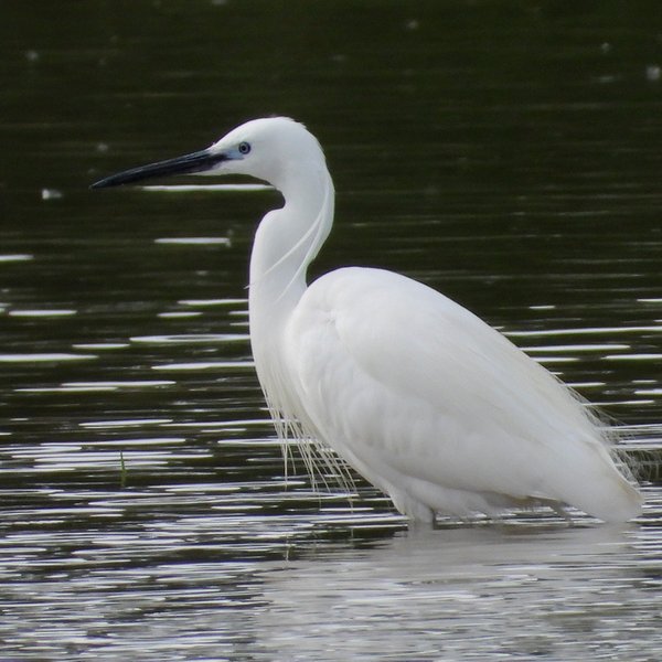 A little egret standing in the water.