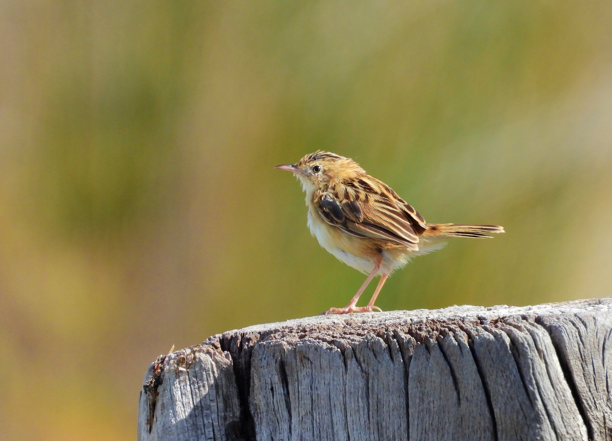 A zitting cisticola on a fence post.