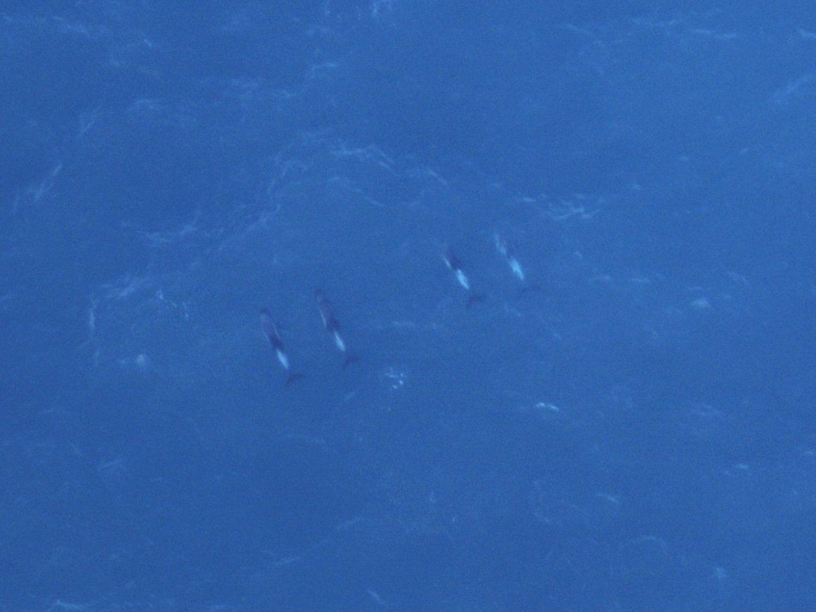 Weißschnauzendelfine, aufgenommen mit unseren hochauflösenden HiDef-Kameras.