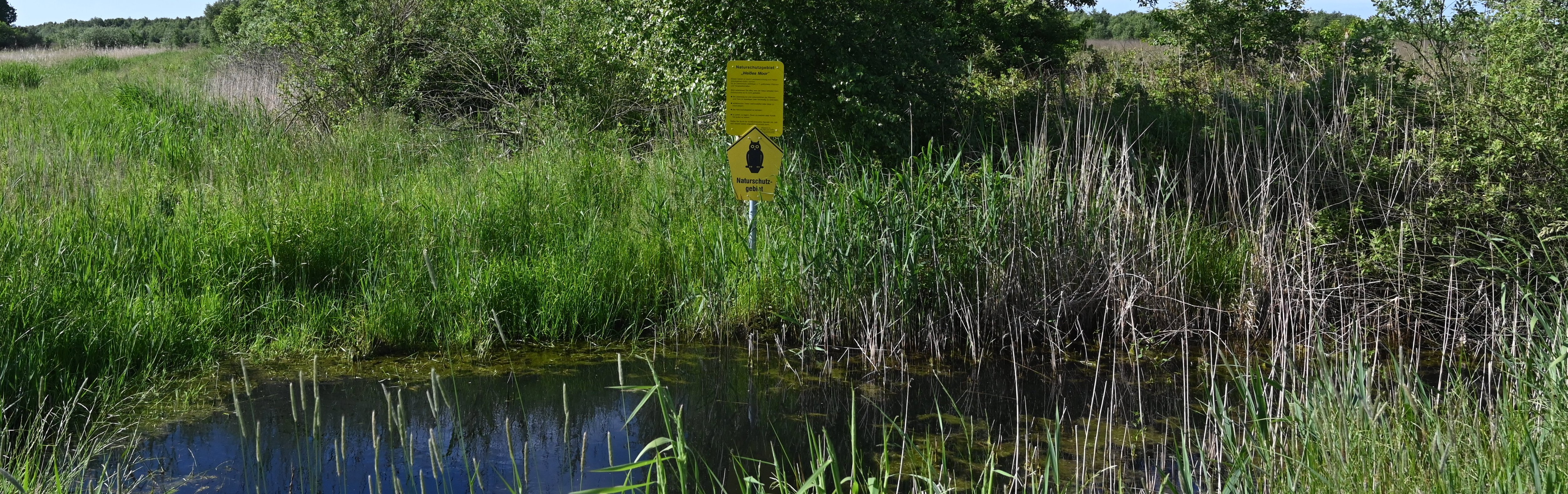A pond with reeds on the shore, surrounded by bushes. On the opposite bank, a yellow sign with the words " Naturschutzgebiet" (nature reserve).