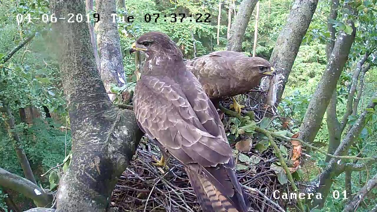 Two buzzards in the nest, recorded with a nest camera.