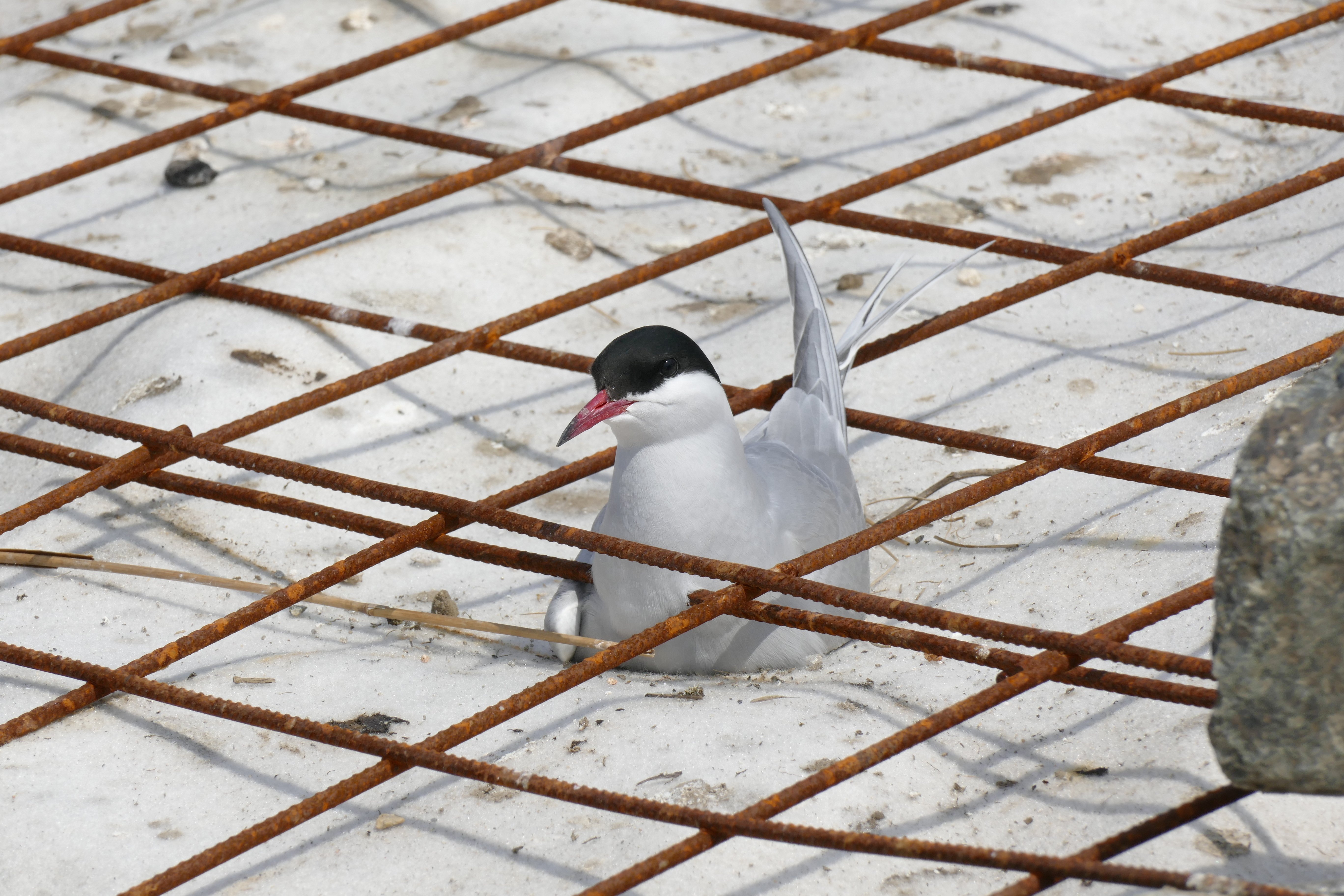 Common tern sitting on its clutch of eggs at a construction site.