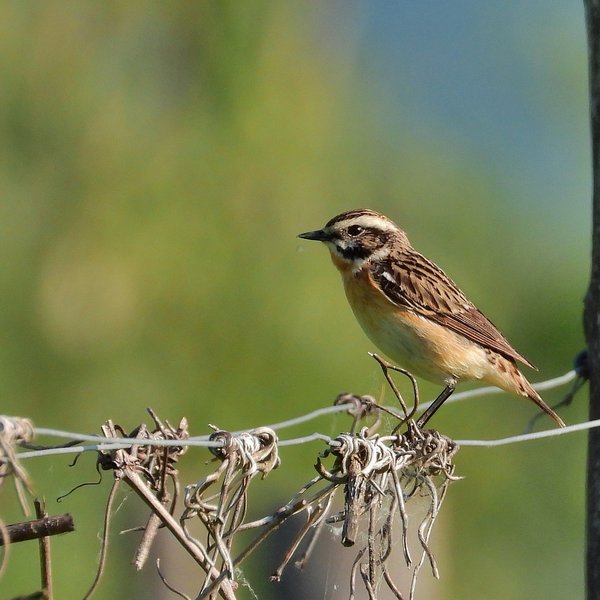 A whinchat perched on a fence.