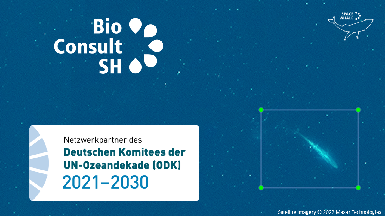 Fotocollage. Als Hintergrundbild eine Satellitenaufnahme eines Blauwals im Meer, auf dem Foto sind die Logos von SPACEWHALE, BioConsult SH und ein Logo mit der Aufschrift: "Netzwerkpartner des Deutschen Komitees der UN-Ozeandekade (ODK) 2021-2023" angeordnet.