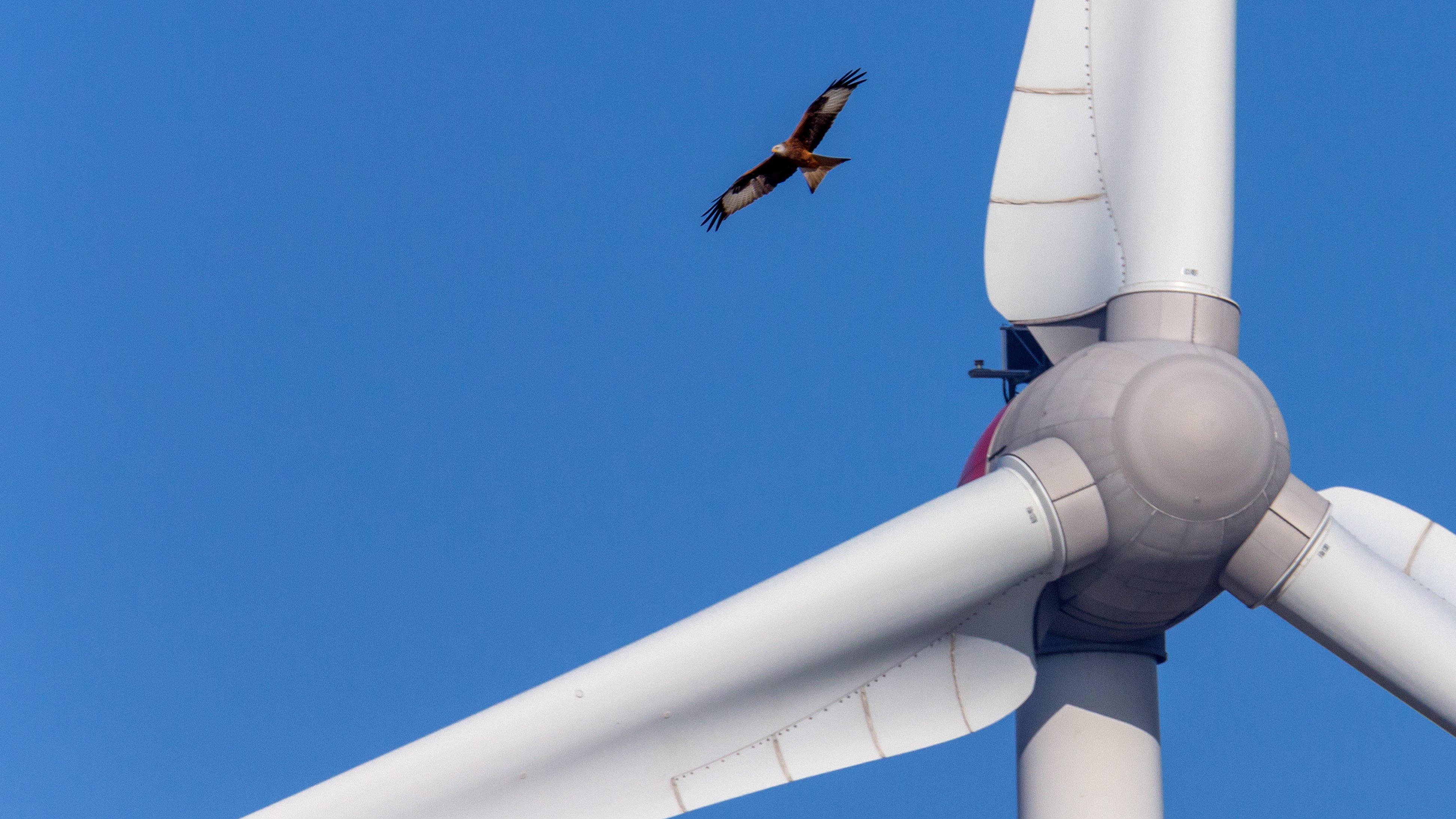 A red kite flies close to the rotor blades of a wind turbine.