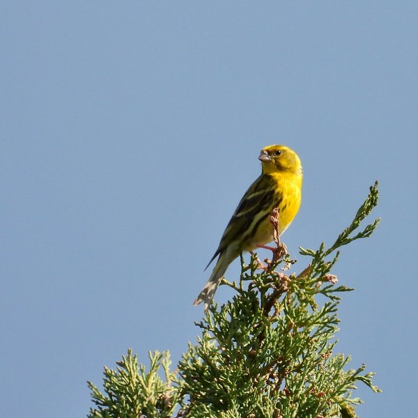 Serin on a treetop.