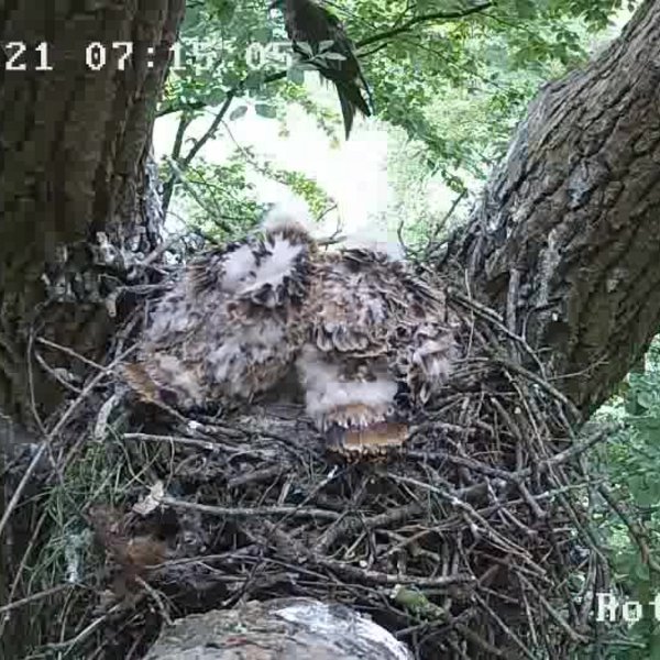 Die Aufnahme einer Nestkamera zeigt zwei Rotmilan-Jungvögel im Nest, im Hintergrund sitzt ein Altvogel.