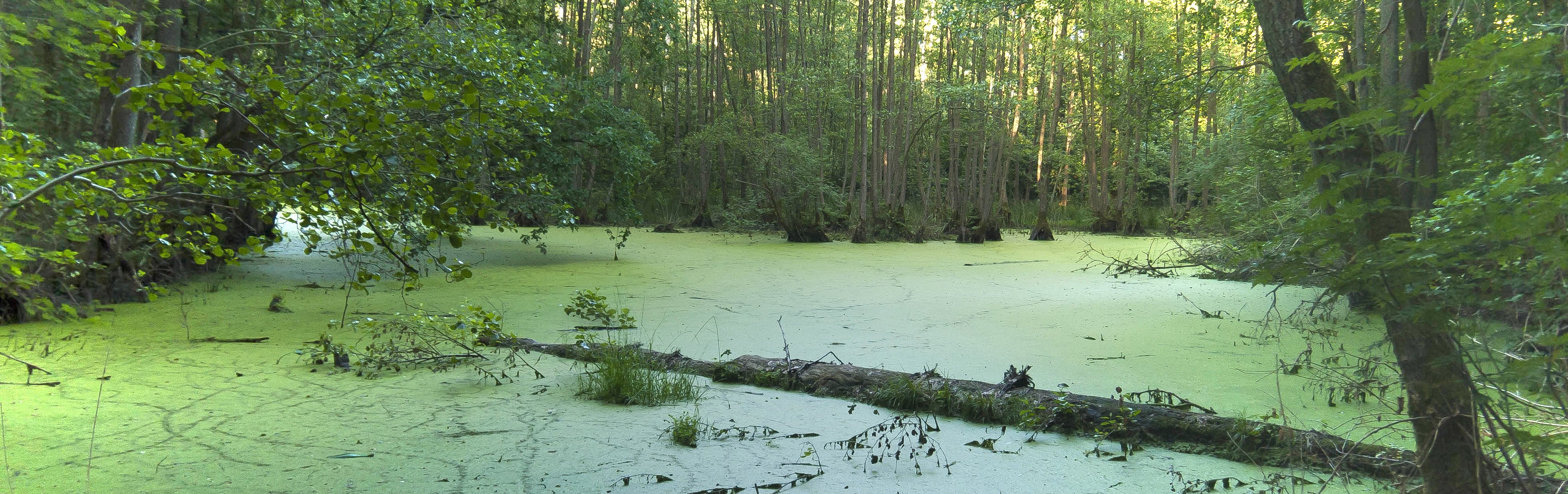 A pond in a forest.