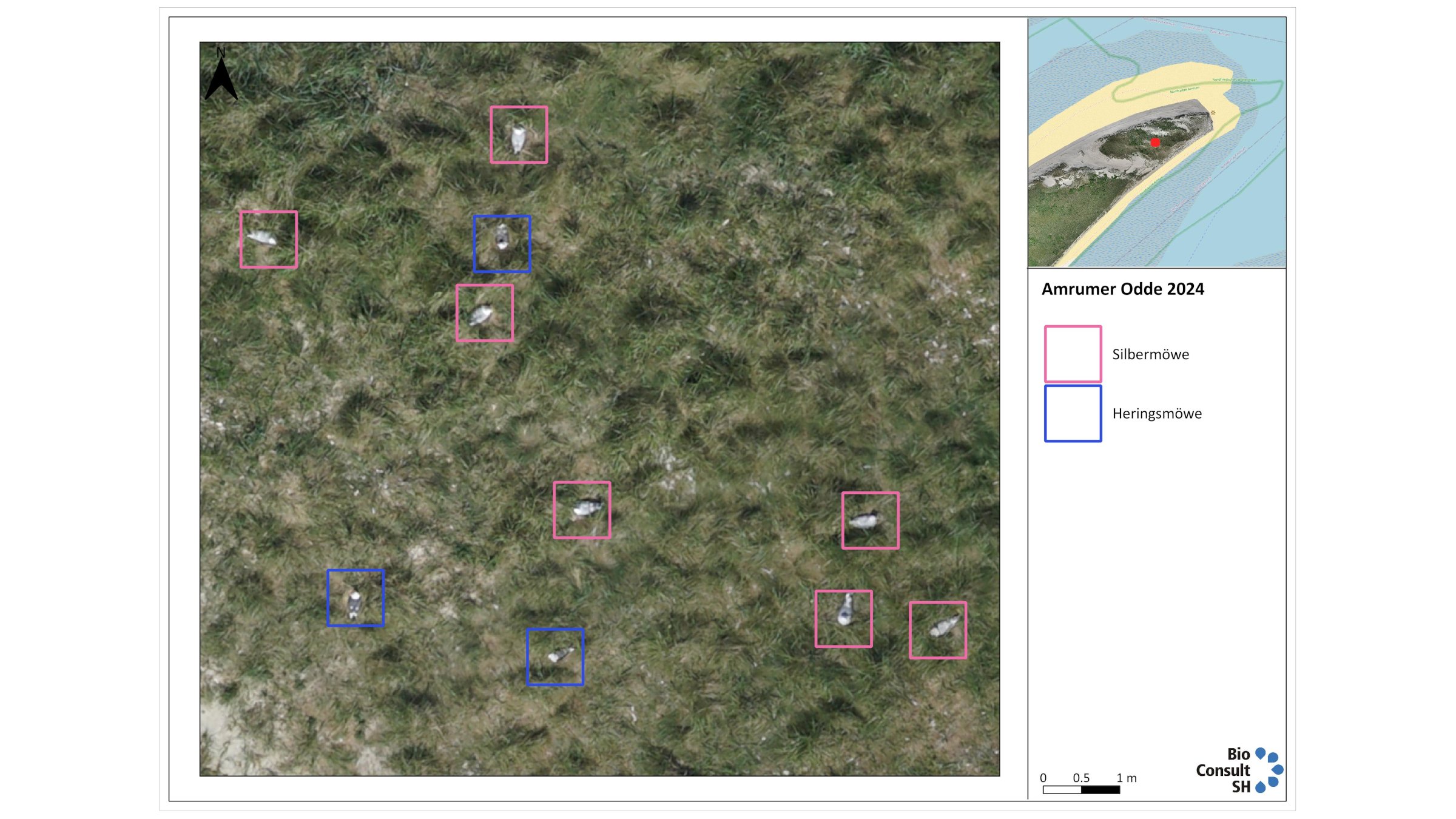 Aerial photograph of a gull colony in which herring gulls and herring gulls were recorded.