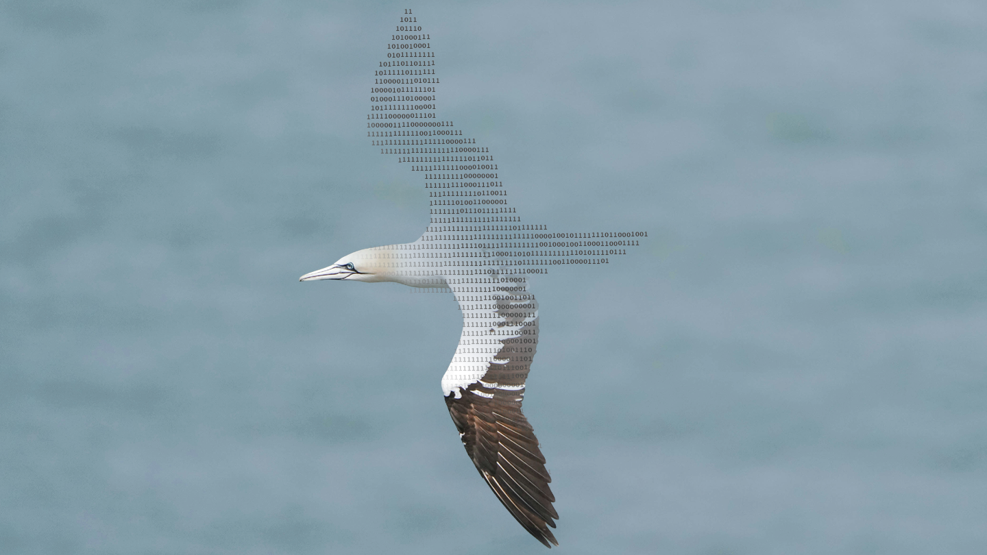A northern gannet flies over the sea. The contours of the upper part of the bird are replaced by ones and zeros and then slowly merge into the actual image of the animal.