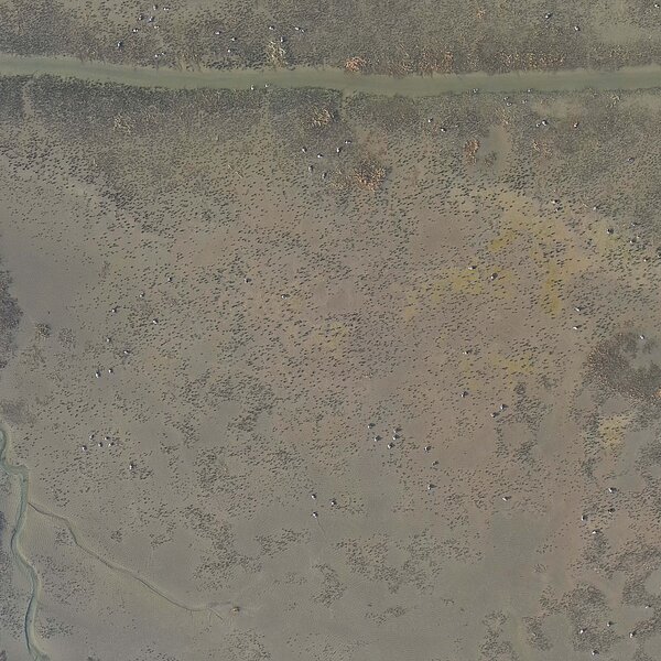 Drone image showing brent geese in the wadden sea.