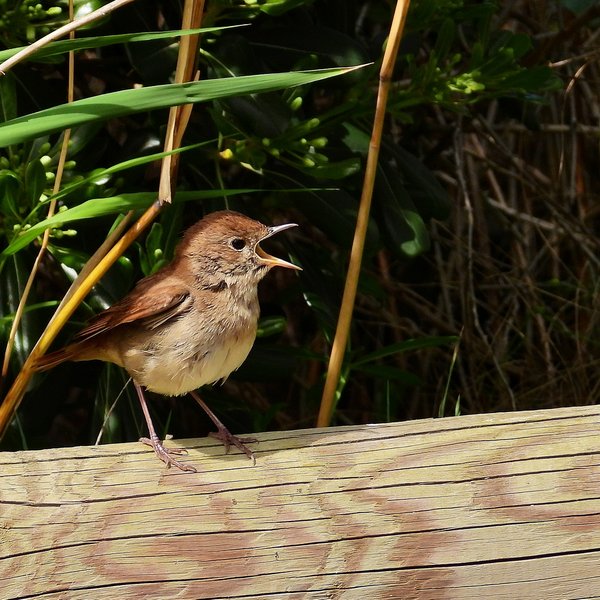 Common nightingale