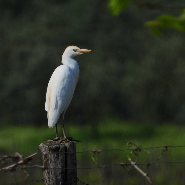 A cattle egret on a fence post.