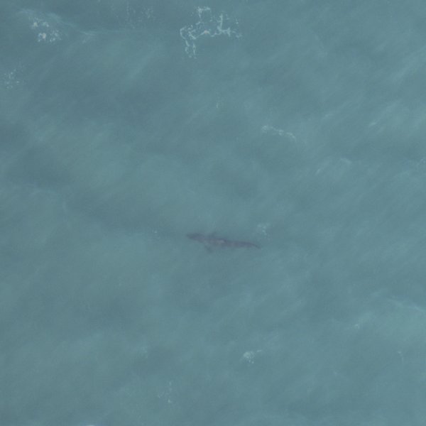 Basking shark (<i>Cetorhinus maximus</i>), aerial image, captured with our high resolution HiDef cameras.