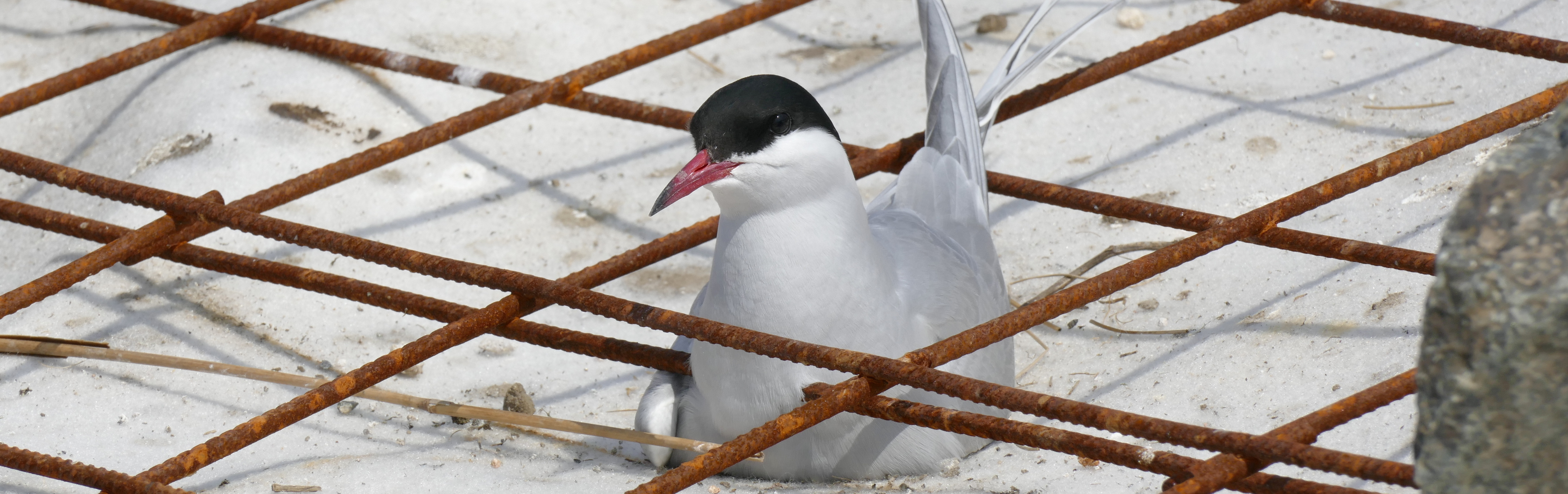 Common tern sitting on its clutch of eggs at a construction site.
