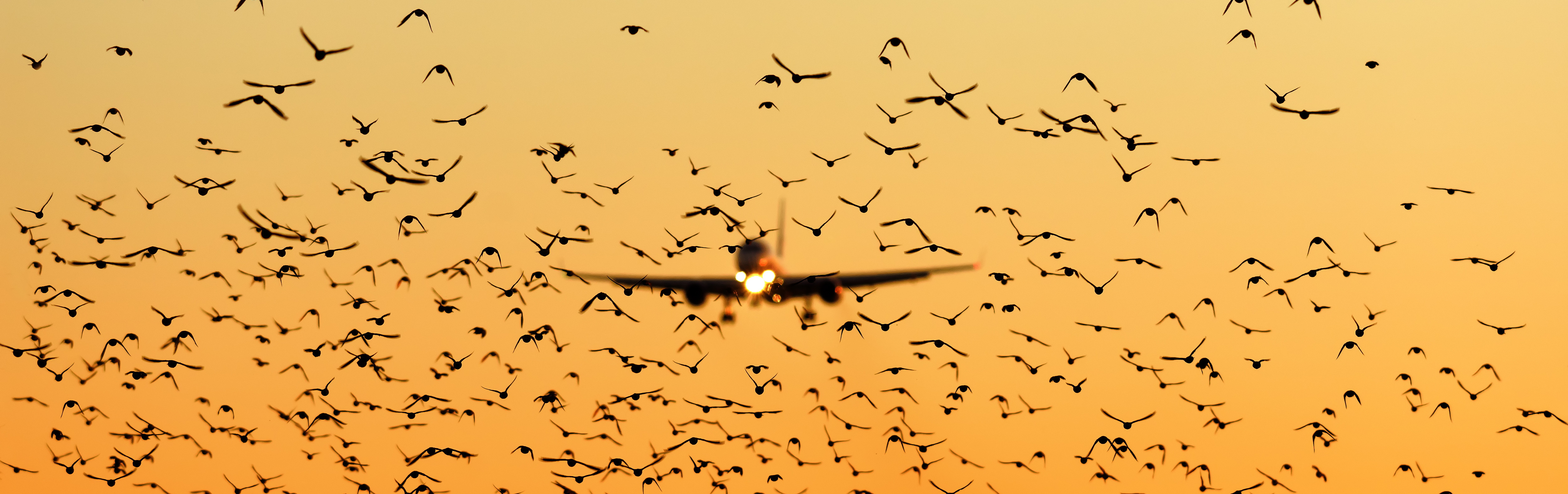 A passenger plane approaching, a flock of birds in front of it.