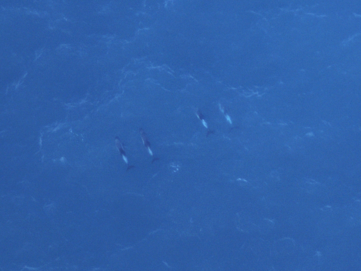 White beaked dolphins captured with our high resolution HiDef cameras.