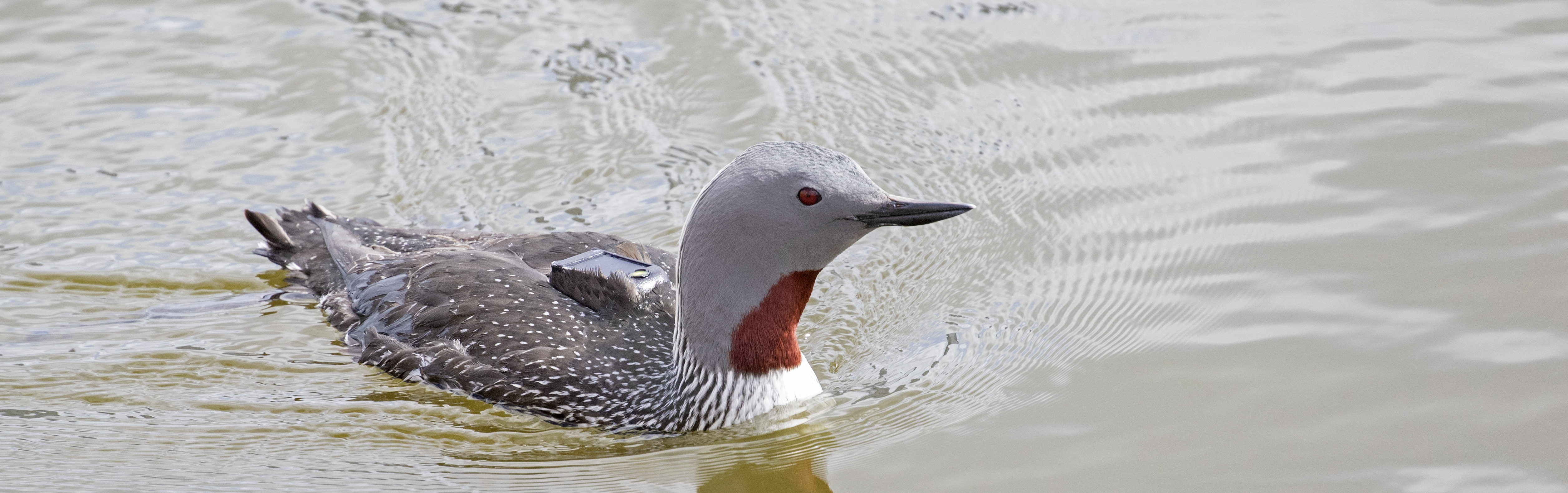 An adult red-throated diver with a GPS transmitter glued to its dorsal plumage.