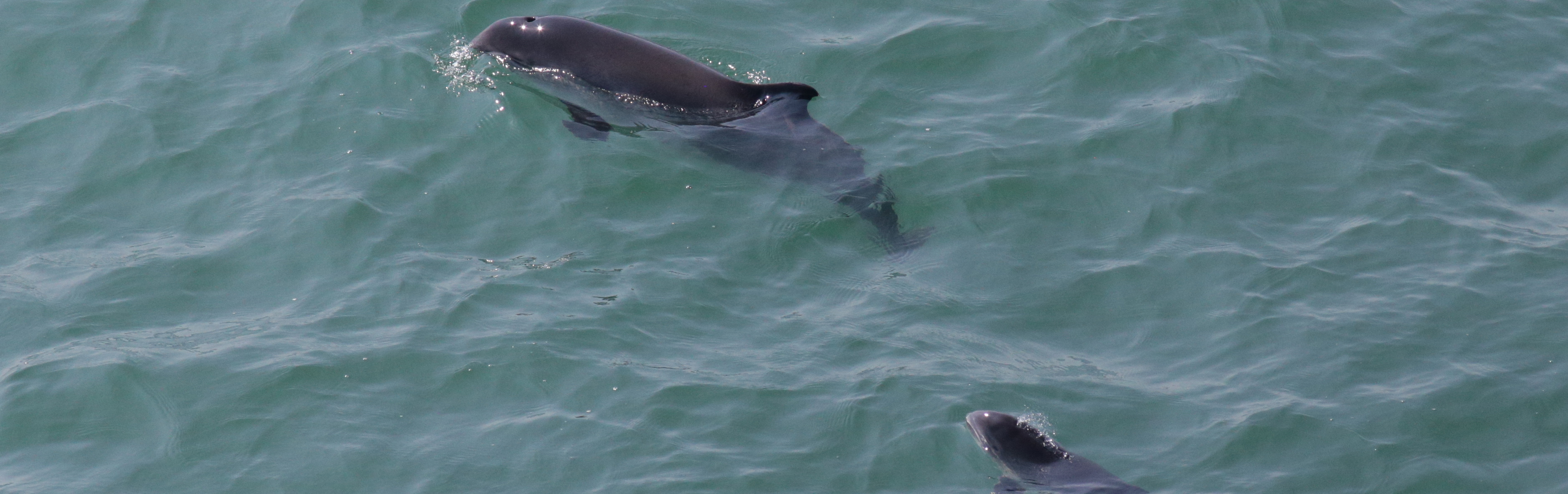 Two harbor porpoises (mother and calf) in the North Sea.