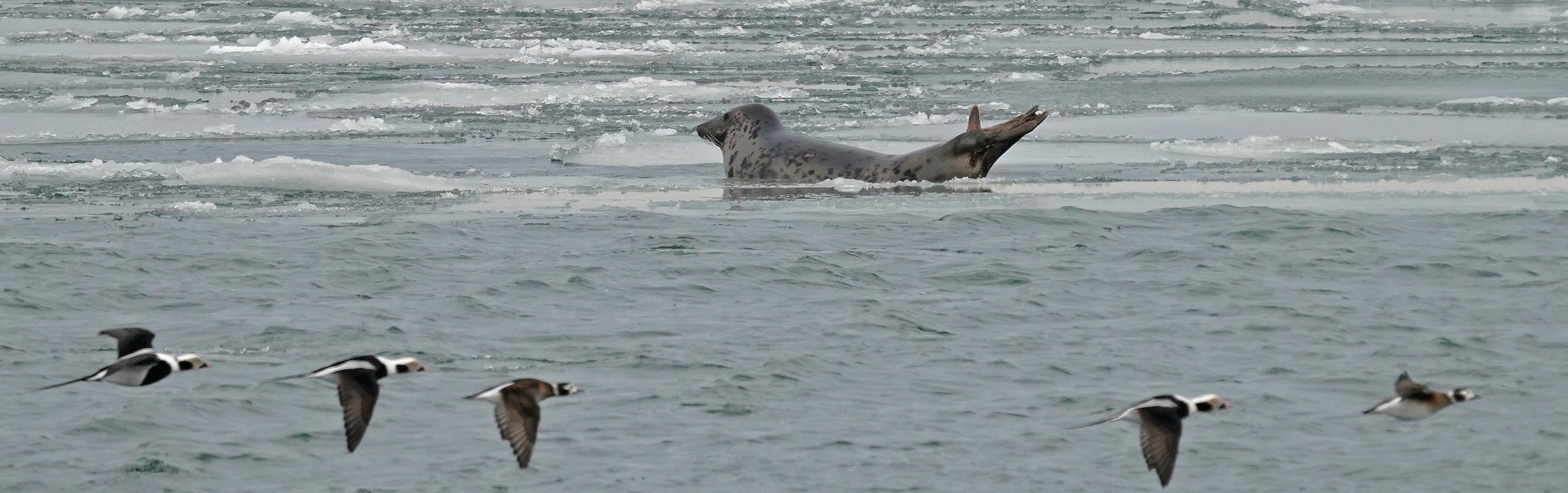 A grey seal on an ice floe, in front of it long-tailed ducks fly by over the open water.